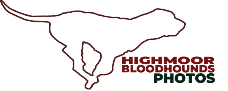 highmoor bloodhounds hbh.photos weblogo